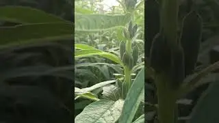 Sesame plants short #farmers #gujarat