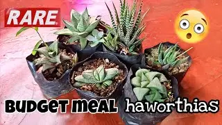 Haworthia Sellers in Benguet I Recommend