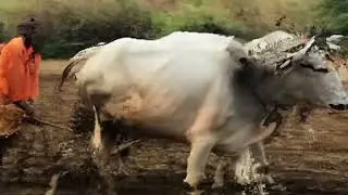 it is ridden