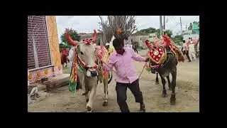 |Subcribe_now|#बैलपोळा_bailpola_2025#सण_महाराष्ट्रीयन#गोपाळपूर_गावात_मोठा_उस्ताह#बैलपोळा