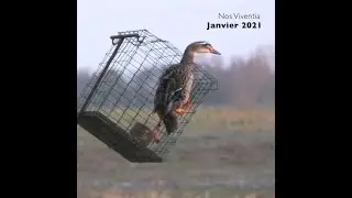 Canards encag&eacute;s