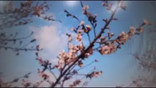 따뜻한 봄날 벚꽃과 푸른하늘보며 마음의 힐링하세요!!!