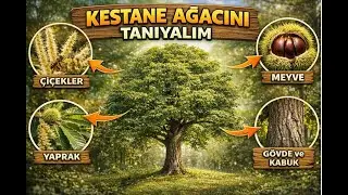Characteristics, Uses, and Benefits of the Chestnut Tree