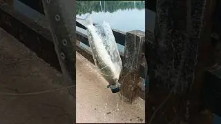 Bottle fishing || bottle fish trap techniques || mullet fishing in bottle || mullet fishing #shorts