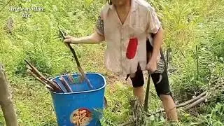 Single mother's breakfast field mouse and sticky rice 2