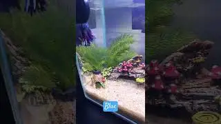Blue💙 #bettas #bettafish #peixebetta #aquarium #bluebettafish #fish #bettasplendens #tropicalfish