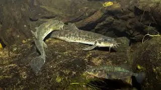 Mens det er koldt derude; tag et kig p&aring; fiskemesterens akvarium med den sj&aelig;ldne Almindelig Smerling