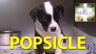 Popsicle - It's a Miracle