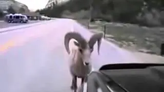 funny goat videos | Stupid Goats Making Stupid Noises