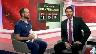 Hurricane preparedness for pets