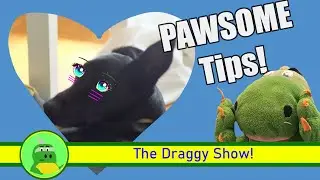 Oh My DOG! Funny Animals! 3 Hilarious Ways to Care for Your Pawsome Pets!