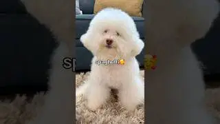 Spaghetti 🍝 |Morton Teddy Waffles #shorts#dog#youtubeshorts#pets#trending#love#fyp#pets#yt#cute