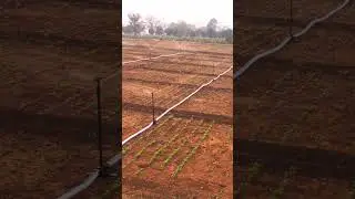 Netafim flexi springler Irrigation System in farm with flexinet pipe #farming #farmequipment #agri