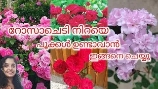 റോസാചെടി നിറയെ പൂക്കൾ ഉണ്ടാവാൻ ഇങ്ങനെ ചെയ്യൂ |gardening malayalam 