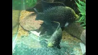 Paratilapia polleni 'small spot' with cloud of free-swimming fry