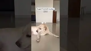 Buggati trend with my dogs 😅 #oscarwonderpup #trending #buggati #ytshort #funny #viral #dogshorts