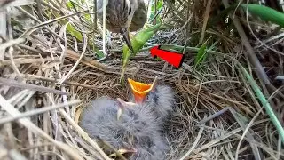 Pipit bird is feeding green insect to its babies