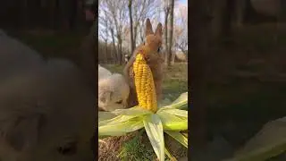 Cute Rabbit 🐇#rabbit #short #shorts #shortvideo #shortsvideo #mir4
