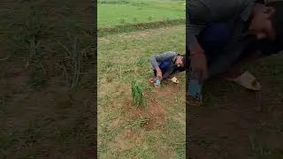 #FM TV #short video #edit #kibriya0🌱👍💯👈
