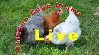 Live Chicken Drama