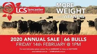 Предварительный обзор продажи быков породы Lancaster Black Simmentals 2020