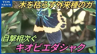 木枯らす外来種のガ&ldquo;キオビエダシャク&rdquo;に注意　「秋深まった頃に増加傾向」　佐伯市で目撃相次ぐ　大分