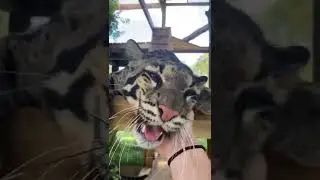 Talkative Clouded Leopard 🐆