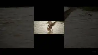 Falcon Rescues Rabbit from Flooded River! 🦅🐇🌊 #NatureHeroes