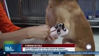 C&atilde;o recebe pr&oacute;teses para as patas da frente