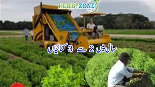 Stevia I Sugar plant I Nursery I Cultivation I Supplies in Pakistan I by Herbyzone Studio