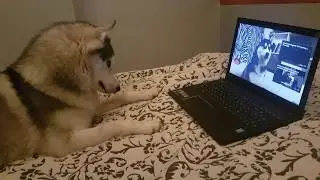 Иделия слушает братьев хаски.Duo husky brothers