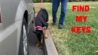 How to Train Your Dog to Find Lost Items