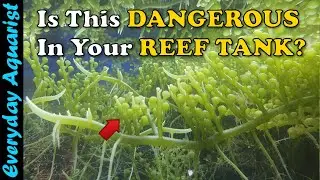 Is Caulerpa Macroalgae DANGEROUS In A REEF TANK?