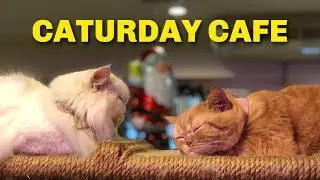 Caturday Cat Cafe 🇹🇭 🐈 🐱