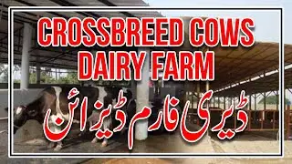 Crossbred Cows Dairy farm | Purebred vs Crossbred | Dairy Shed Design Ideas