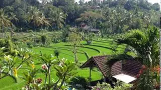 Be surrounded by rice fields at Puri Sawah Bungalows in Bali with HSH Stay!