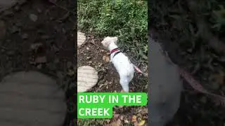 Ruby Creek Crosser #dog