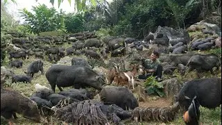 Finding food for wild boars, developing a farm. Life in the green forest.