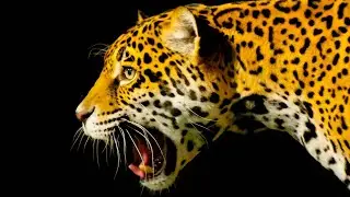 Encontr&oacute; UN JAGUAR en SU CASA!!!