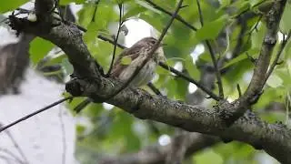 Tree Pipit calling in Kazan Tatarastan 08 June 2017