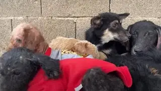 The quarantine of the 24 furry children rescued by the dog meat truck has ended ~