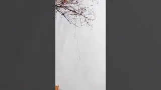 🦤🦤🦤🦤