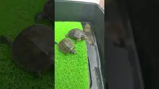 🐢😇#Tiny turtle #Basking baby turtles #turtle basking area