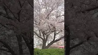 Sakura in the City: Yokohama&rsquo;s Spring Wonderland✨️ #shorts #shortsvideo #japan #spring #travel #桜