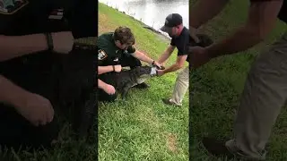 Police Release Gator From Garage || ViralHog