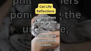 PurrfectGlimpses #CatFacts#PawsomeFacts#WhiskerWisdom#CatsOfKnowledge#MeowFacts#KittyTrivia