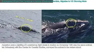 Endangered Whale That Turned up in Ireland, Shocking Scientists, Migrates to US Stunning M