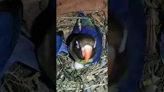 african love bird egg hatching