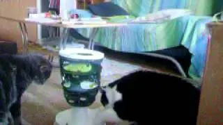 Der Futterturm 2 - .MOV