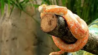 No Copyright Orange Snake | Reptile Stock Footage Video | Royalty Free